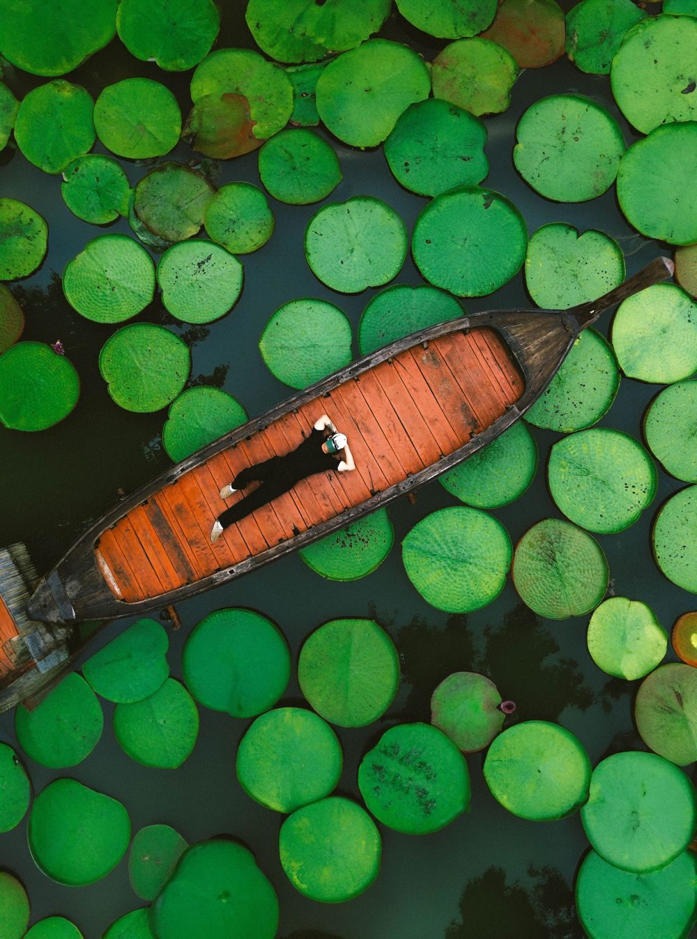 Aerial of a boat among lily pads